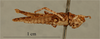 CollectionObject 1586923; e1fb3dd2-1861-408e-bfea-27145d0ed085: female, lateral view (paratype). (CollectionObject).