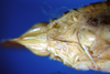 CollectionObject 1501728; 5047cecc-ff1d-4b6c-a18c-639d417ab5ed: female subgenital plate. (CollectionObject).