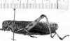 Diponthus paraguayensis Bruner, 1906: Image Carbonell, C.S. female, lateral view (syntype?). (Otu).