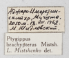 CollectionObject 1588508; 74598a73-8dd6-4a0a-b5be-a8d374b2f4c5: male, labels. (CollectionObject).