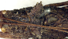 CollectionObject 1531982; c903ae45-81f8-4cc1-a02c-c92e872c9be7: male pronotum and stridulatory apparatus, dorsal view (syntype). (CollectionObject).
