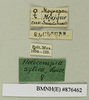 CollectionObject 1573133; c7875c40-4468-4361-8429-b89484b007d6: Copyright Natural History Museum, London. Labels from non-type (adult female) in BM(NH). (CollectionObject).