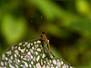 Rakwana ornata Henry, 1933: (Otu).