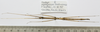 CollectionObject 1563718; f8e960e0-f77e-48ac-b14c-d3eaa9ad7cf7: copyright FRIM. female, ventral surface (paratype). (CollectionObject).