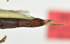 CollectionObject 1562805; 99696c7c-edd5-4da3-b08c-329470ef5285: copyright QMBA. female: end of abdomen, dorsal view (holotype). (CollectionObject).