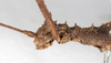 CollectionObject 1557776; db09e5e6-a031-42c2-8b75-5c488b61d0ea: copyright NMW. female: head & thorax, lateral view (syntype). (CollectionObject).;CollectionObject 1557777; 022a4bd5-75b3-4878-9016-fc44d8d98d1b: copyright NMW. female: head & thorax, lateral view (syntype). (CollectionObject).