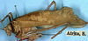 CollectionObject 1517237; 7111a8b0-0cdb-4977-8a6a-dbd8cc89eca5: female, lateral view (holotype). (CollectionObject).