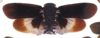 Habitus, dorsal view: !! display not done !! on Aliphera luctuosa (Spinola, 1839): (Observation).