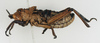 CollectionObject 1540681; 0b3a7a34-ce62-41b0-9095-105caad34c05: male, lateral view (lectotype). (CollectionObject).