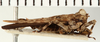CollectionObject 1571310; 2c24faa2-15bc-4389-8bd3-8b937f26031b: female, lateral view (syntype). (CollectionObject).