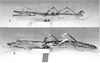 CollectionObject 1561874; a70d0004-8862-484d-989b-a06ba4ed7e24: from original description, Zompro 1998. male (holotype) and female (paratype). (CollectionObject).
