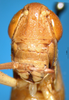 CollectionObject 1530828; 8a244487-82a6-427e-a47b-d037729568cc: male, frontal view (paratype). (CollectionObject).