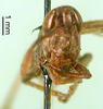 CollectionObject 1502020; 0b624baa-6eca-47e7-b27a-4a87991d9025: male, frontal view (paratype). (CollectionObject).
