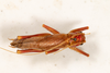 CollectionObject 1531464; 6ca851cb-19e7-4d6f-8142-cf51fdc29636: male, dorsal view (syntype). (CollectionObject).