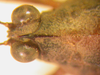 CollectionObject 1543661; c0d8efc2-f248-4c47-a203-0b27ee090307: male head, dorsal view (lectotype). (CollectionObject).