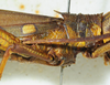 male pronotum, lateral view. Depicts CollectionObject 1498682; a6f71bae-af83-473d-8545-a86e47bb5a69, a CollectionObject.