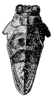 Pseudamphinotus schoutedeni (Günther, 1939): Fig. 89. female, head and pronotum, dorsal view. (Otu).