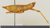 CollectionObject 1570992; 669c9149-f2ee-42da-bfba-9d4ec596d943: female, lateral view (paratype). (CollectionObject).