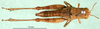 CollectionObject 1575478; 890e8b6d-57ab-44ed-98b0-bee0667f3da2: female, dorsal view (paratype). (CollectionObject).