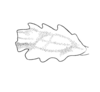Morphopus phyllocerus (Bolívar, 1887): Pl. 1, Fig. 13. male forefemur, caudal face (Morphopus affinis). (Otu).