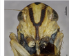 Head on Atkinsoniella nigrisigna Li, 1992: (Observation).