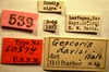 CollectionObject 1596431; 130cbd31-5d15-4440-a073-3a0cb2bb485c: Geocoris davisi - Holotype Labels (NMNH) - (CC BY-NC 3.0) - Photo by Pablo M. Dellapé with permission from the National Museum of Natural History (NMNH), Smithsonian Institution, Washington, D.C. (CollectionObject).
