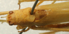 CollectionObject 1567548; a59ced83-9c4f-437f-b15a-2a335d47475c: male, dorsal view (paratype). (CollectionObject).