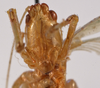 CollectionObject 1534474; 4f7f0f8d-5657-4b6c-a7b5-dbf0d67b384b: female face (holotype). (CollectionObject).