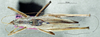 CollectionObject 1506714; 7310c0d3-326f-4c81-a2b9-b8ada407d149: male, dorsal view (syntype of Kirkaldyus manteri). (CollectionObject).