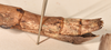 CollectionObject 1561086; 1edf6aec-1084-4f21-9182-5b7534e1d3d5: copyright OUMNH. female: end of abdomen, lateral view (paralectotype). (CollectionObject).