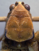 CollectionObject 1505943; 1e55f3c9-d789-4e66-8ba1-0608b48332e7: female pronotum, dorsal view (holotype). (CollectionObject).