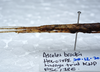 CollectionObject 1575936; 25ee4bb5-975f-4f80-953c-cf109705edfb: copyright SPM, Kinabalu. female: head & thorax, lateral view (holotype). (CollectionObject).