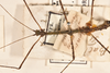 CollectionObject 1559377; b9414989-38e2-481a-943d-d8bb8750319d: copyright OUMNH. male: head & thorax, lateral view (holotype). (CollectionObject).