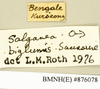 CollectionObject 1573076; ff6798ad-0980-425d-9c65-a8d570b1677d: Copyright Natural History Museum, London. Labels from non-type (adult male) in BM(NH). (CollectionObject).