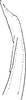 Aedeagus, lateral view: Aedeagus, lateral view. (Observation).