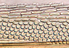 Ovipositor: !! display not done !! on Acinopterini Oman, 1943: Acinopterus acuminatus, 1st valvula dorsal sculpturing (INHS). (Observation).