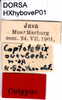 CollectionObject 1507185; 2a1ad587-b713-4cd0-bd29-d65b2eee8247: labels (syntype). (CollectionObject).