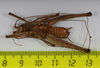 CollectionObject 1565385; 75cde9f3-1800-43ae-ac3d-97404a90be05: male, ventral view (holotype). (CollectionObject).