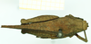 CollectionObject 1585853; d672c8cc-4c67-4353-848e-db02e36f01e6: female, dorsal view (syntype). (CollectionObject).