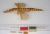 CollectionObject 1563074; 6ff5f9fc-0acd-4602-a954-2a37eb29a78a: copyright ZMUH. female, lateral view (holotype). (CollectionObject).