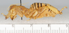 CollectionObject 2773747; b878c27e-57e2-4a80-9e70-b3bd95b6e0b4, CAS Entomology type 20235: (CollectionObject).