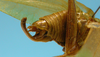 CollectionObject 1542968; f52c993f-62f9-48b3-8ff6-2b0cfae54358: male, apex of the abdomen lateral view (paratype). (CollectionObject).
