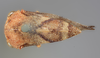 Habitus, dorsal view on Cyrtolobus pallidifrontis (Emmons, 1855): (Observation).