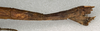 CollectionObject 1559256; NMW 515, 59f7e5ab-c645-4781-9cd8-7fa674fbc5d1: copyright NMW, Vienna. female: end of abdomen, lateral view of synonym Carausius excelsus (syntype). (CollectionObject).