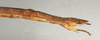 CollectionObject 1560896; 30a07e7a-6d1d-481f-91c6-dfa6fee7da9c: copyright NMW, Vienna. female: end of abdomen, lateral view of Parasipyloidea aenea (syntype). (CollectionObject).;CollectionObject 1560897; 08e1e8a5-99b5-4916-a1d5-bb0fe8858a76: copyright NMW, Vienna. female: end of abdomen, lateral view of Parasipyloidea aenea (syntype). (CollectionObject).