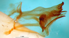 CollectionObject 1552389; 2a71a415-1861-4edd-84f7-2837bc7597fc: phallic complex, lateral view. (CollectionObject).