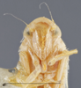 Head on Dikrella (Dikrella) hamar (DeLong & Ross, 1950): Head/Face. Female, Paratype. (Observation).