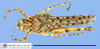 CollectionObject 1513120; 6cd0c002-f05a-4b7f-8827-9c436ac66c05: male, dorsal view (holotype). (CollectionObject).