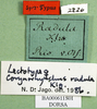 CollectionObject 1500890; dba6d578-f8ef-4c9a-b202-571e54339f6a: labels (lectotype). (CollectionObject).