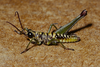 Scirtopaon dorsatus Descamps & Rowell, 1984: female. (Otu).